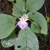 Impatiens thwaitesii Hook.f. ex Grey-Wilson